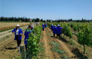 Kadın çiftçilerin sorunları araştırılsın